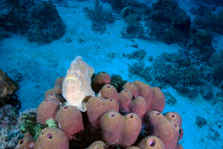 Frogfish sponge